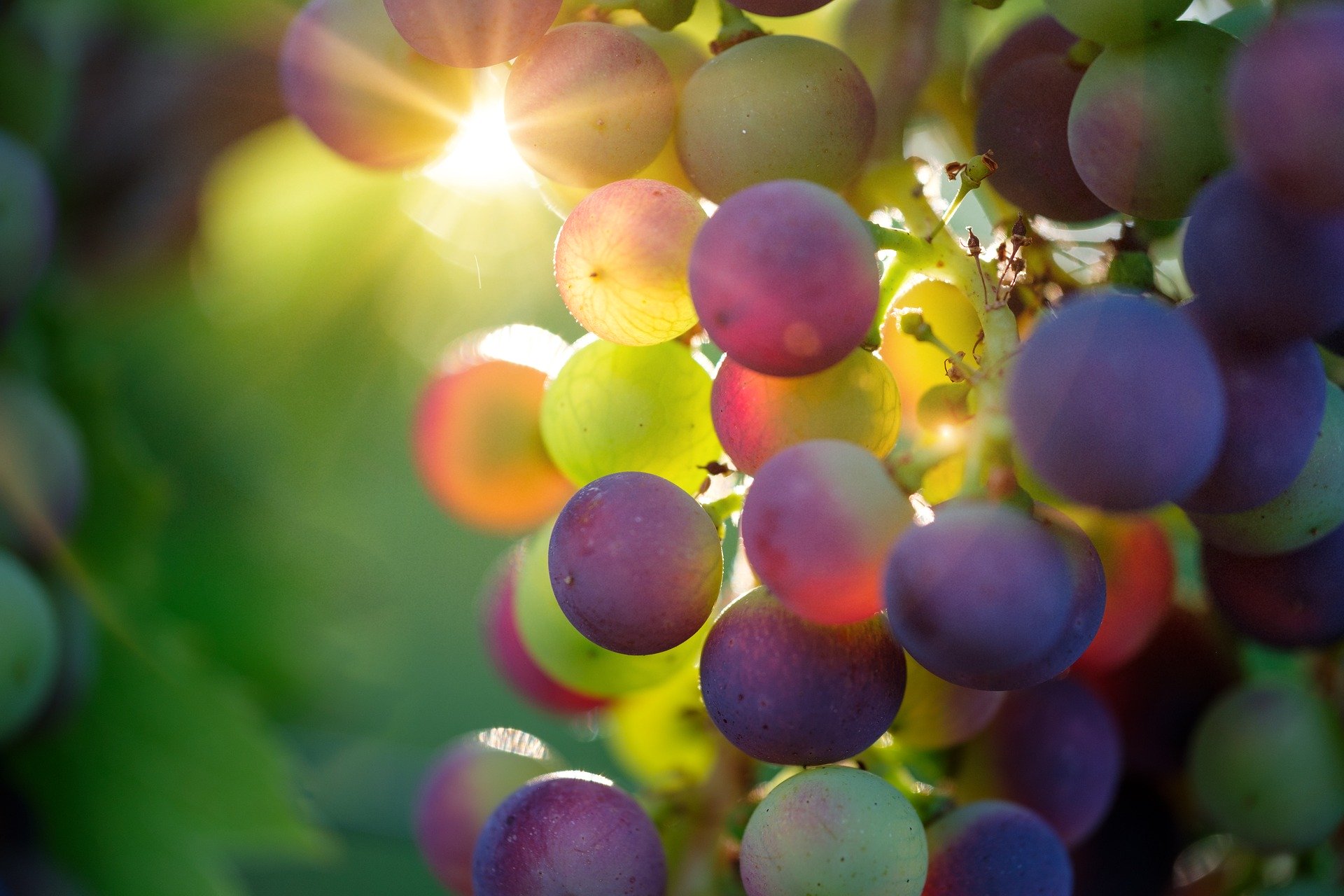 Acheter son vin à la propriété