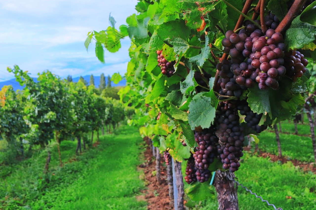 La biodynamie dans le vin