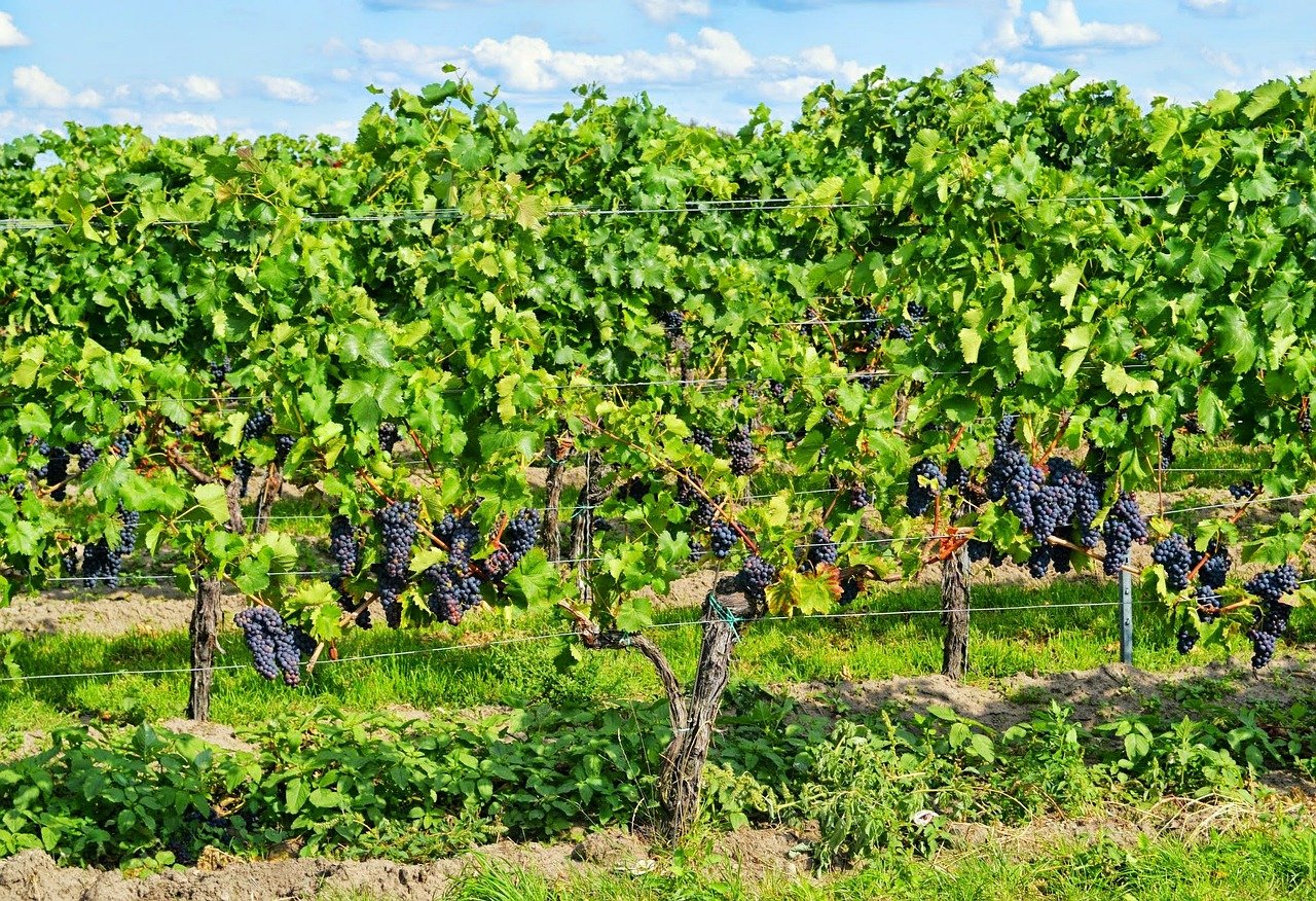 Métiers du vin et de la vigne