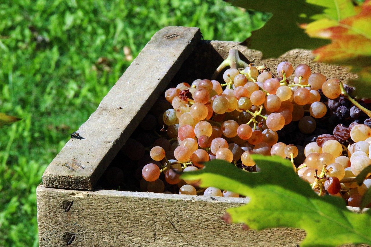 vinification