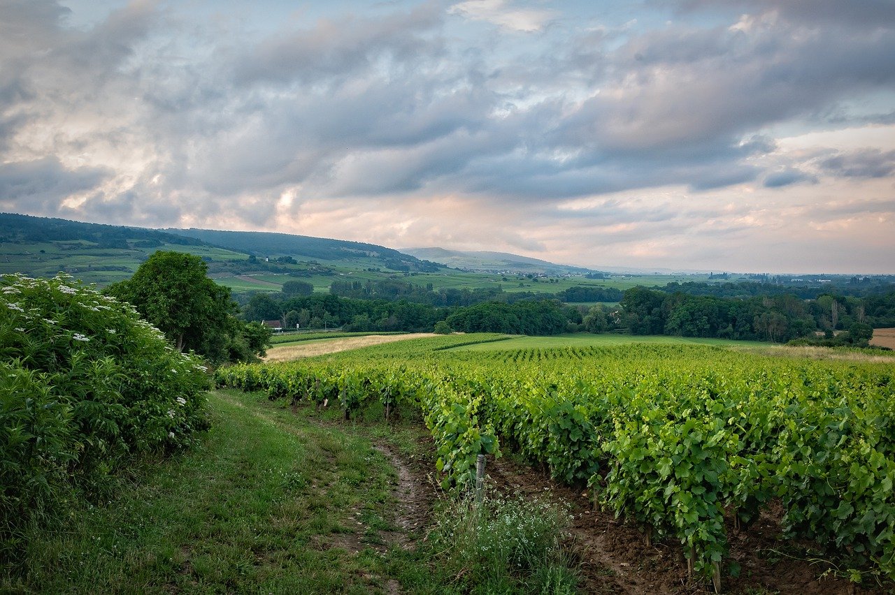 Louer ou parrainer des vignes